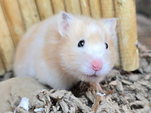 Snowball