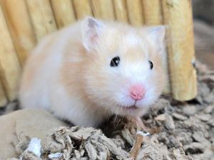 Snowball, Adult Female unknown