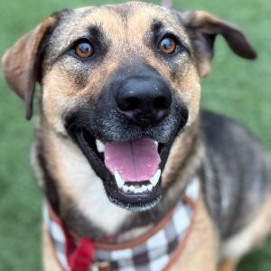 Ruby, Young Female Shepherd