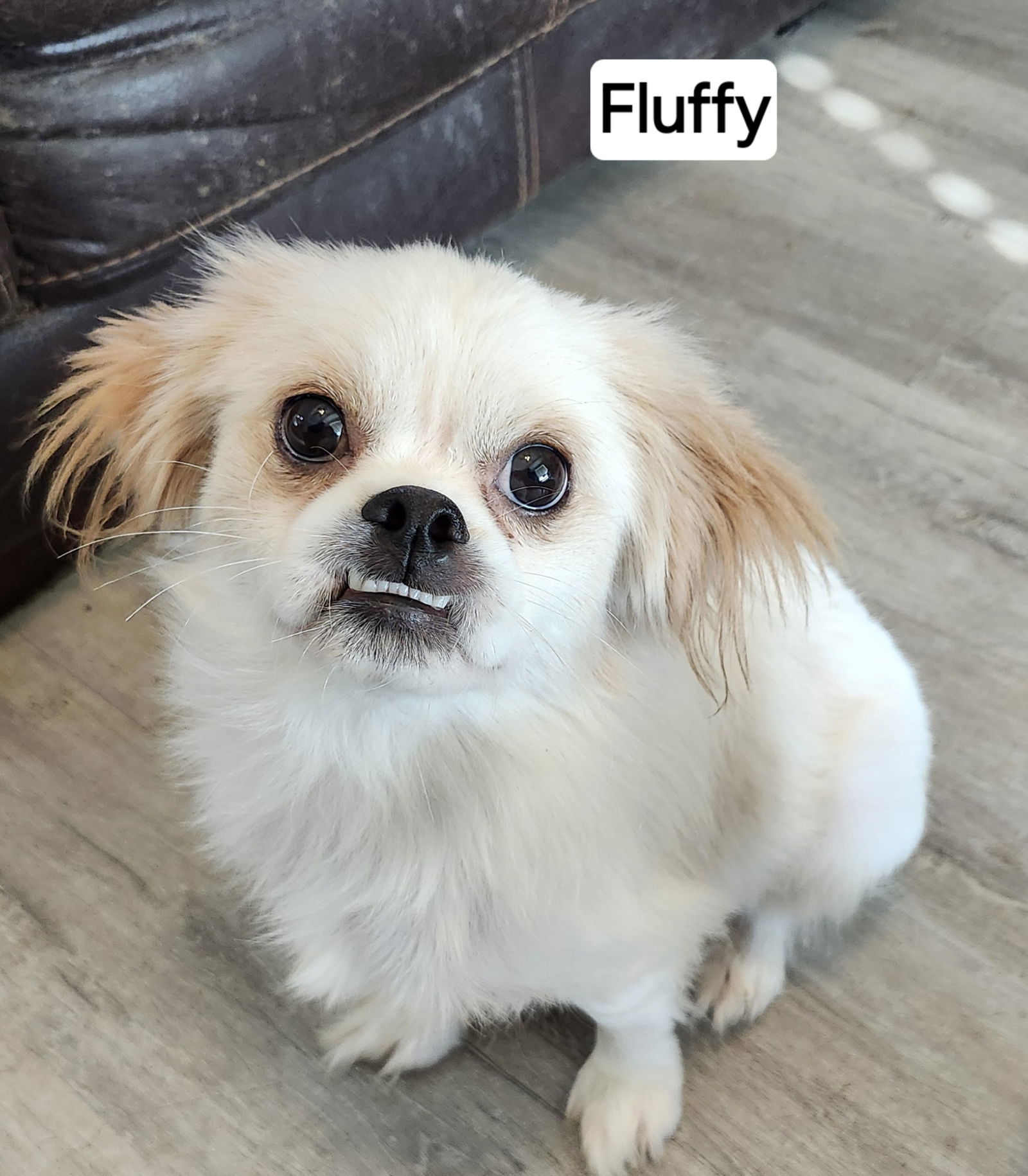 Fluffy, an adoptable Pekingese, Shih Tzu in Pipe Creek, TX, 78063 | Photo Image 1