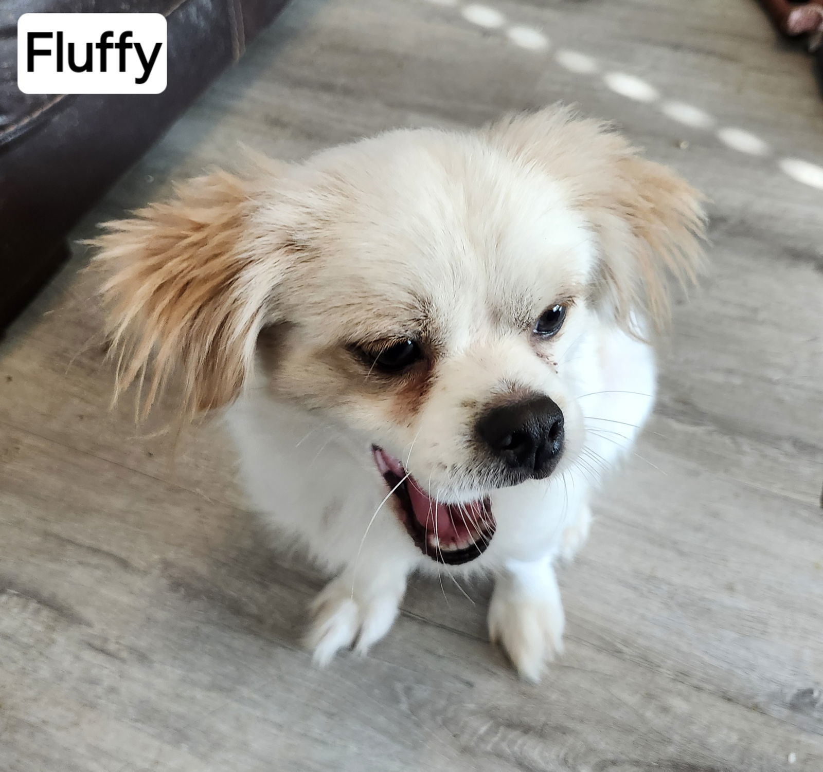 Fluffy, an adoptable Pekingese, Shih Tzu in Pipe Creek, TX, 78063 | Photo Image 2