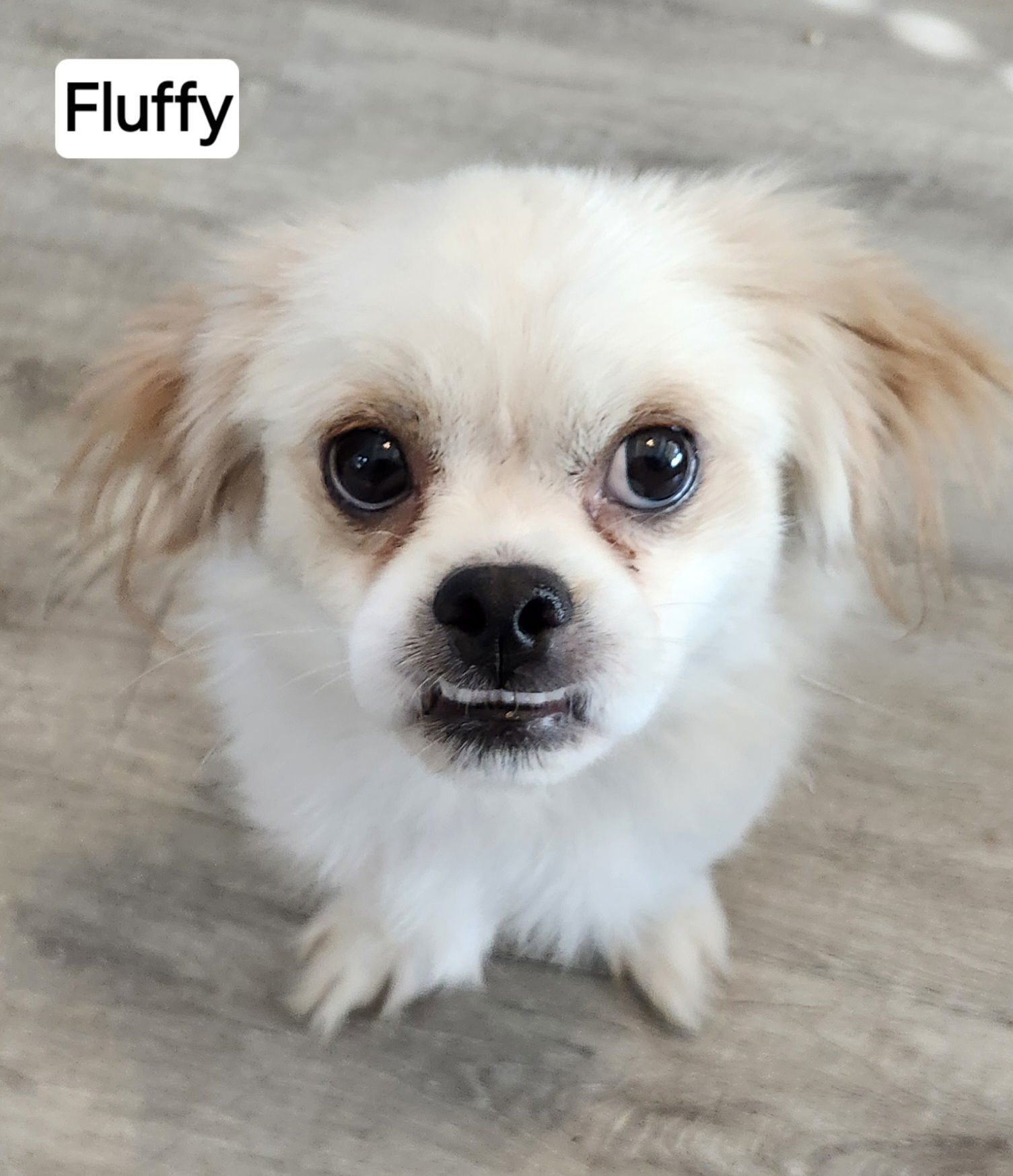 Fluffy, an adoptable Pekingese, Shih Tzu in Pipe Creek, TX, 78063 | Photo Image 3