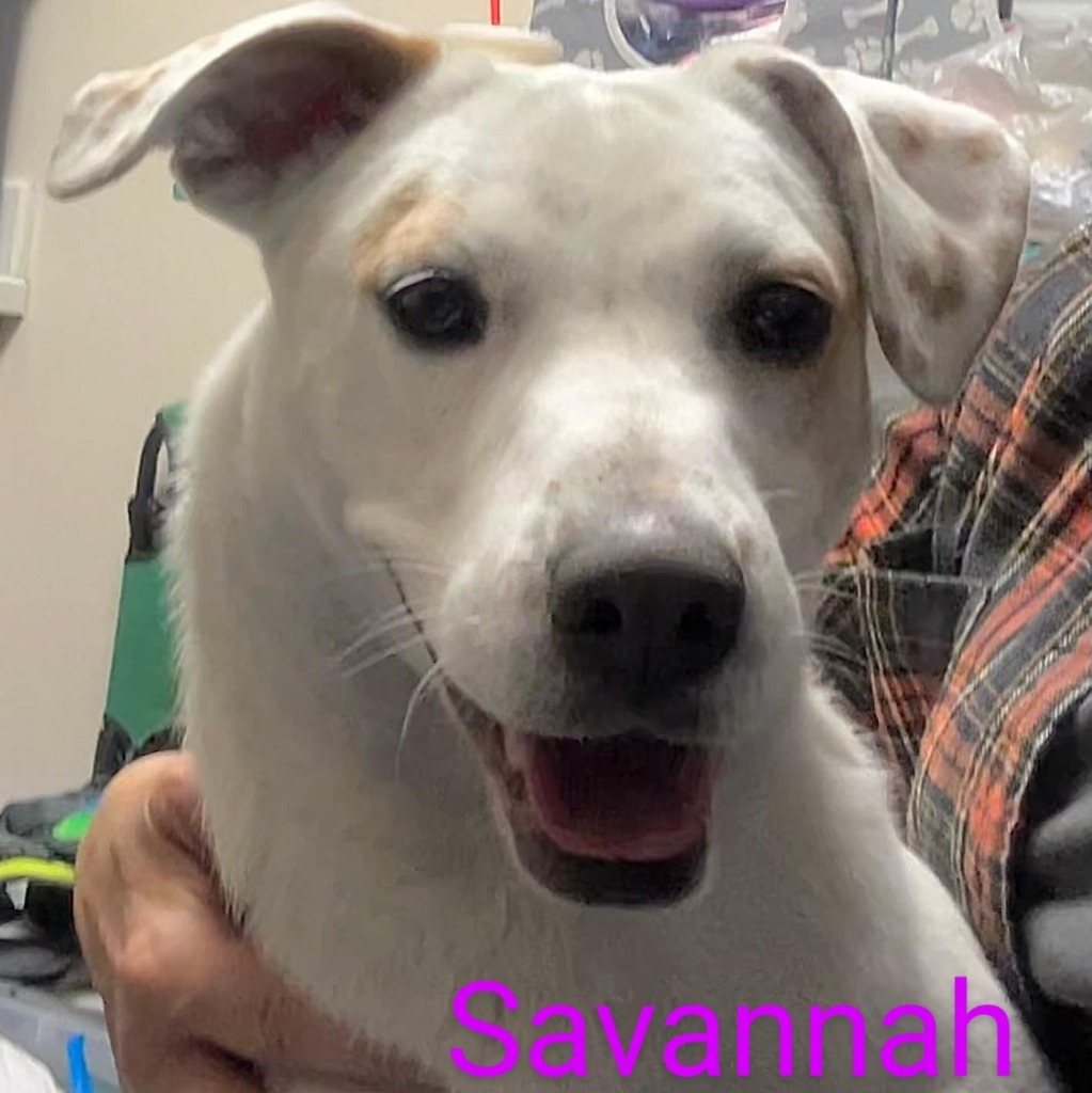 Savannah