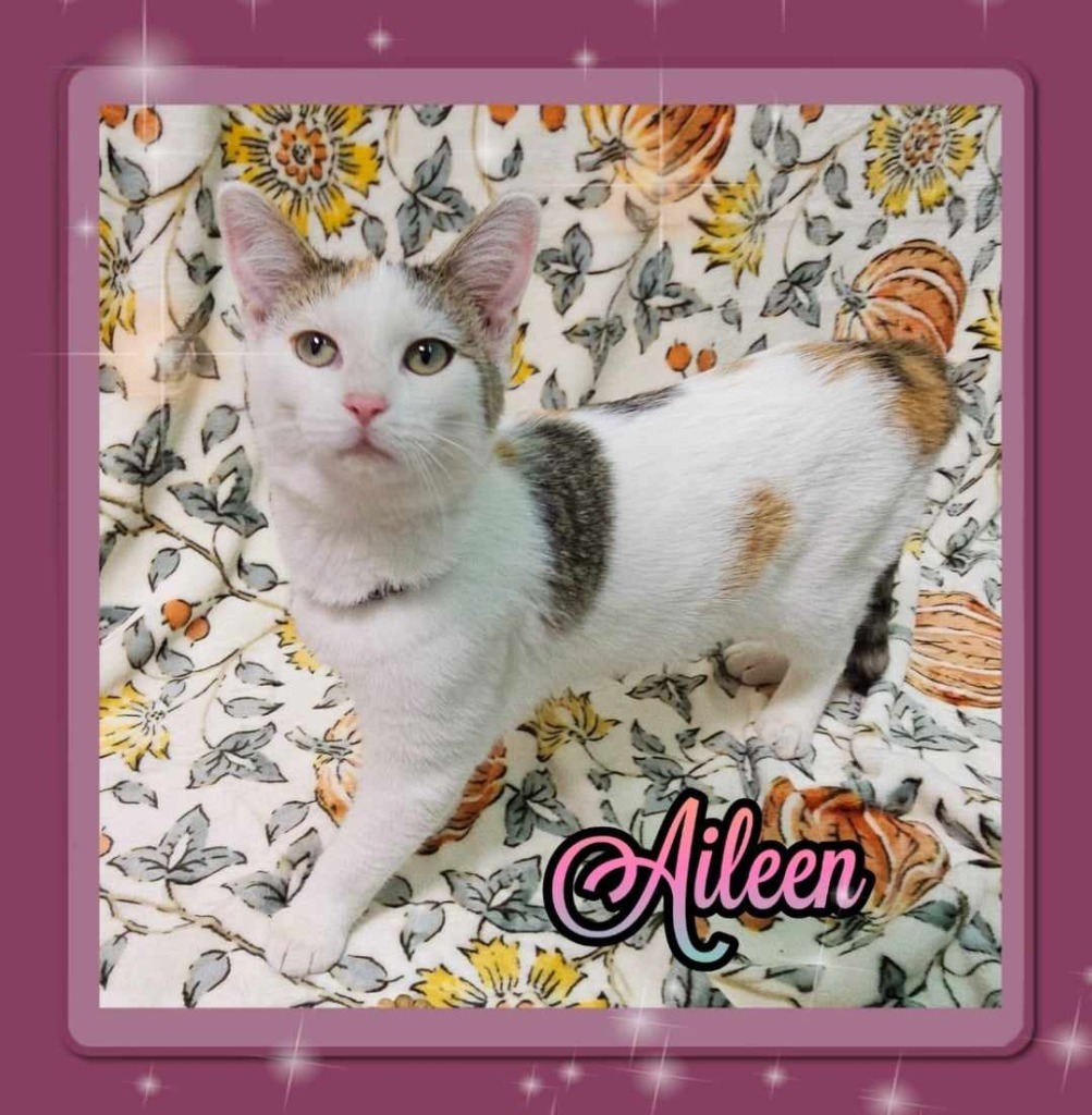 Aileen