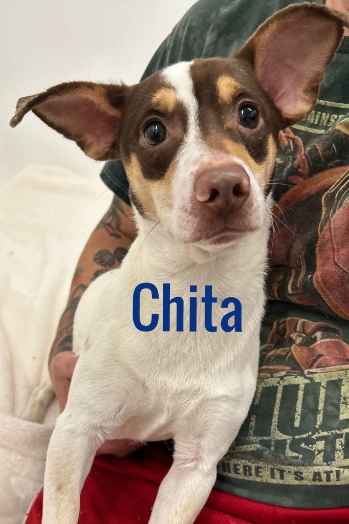 Chita