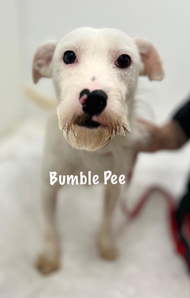 Bumble Pee