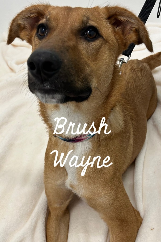 Brush Wayne