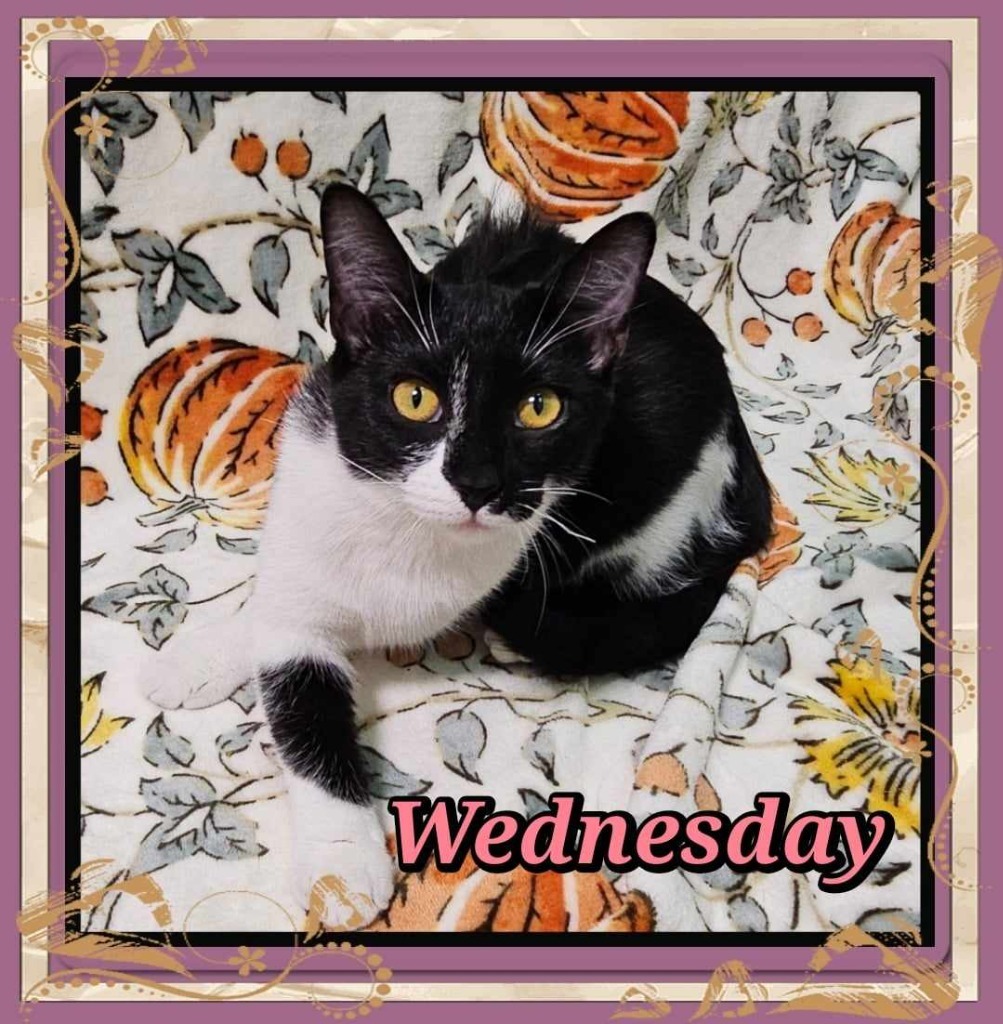 Wednesday