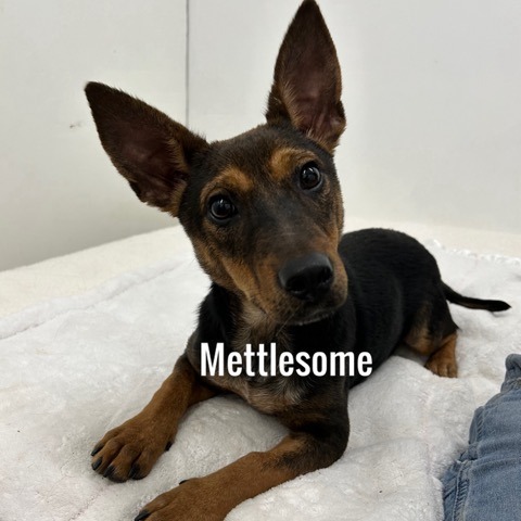 Mettlesome
