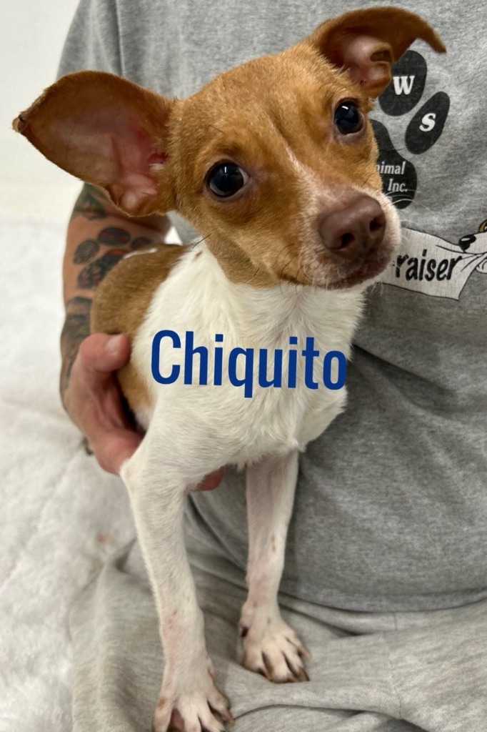 Chiquito