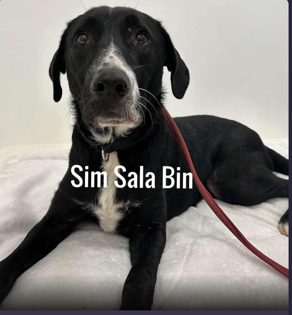 Sim Sala Bim