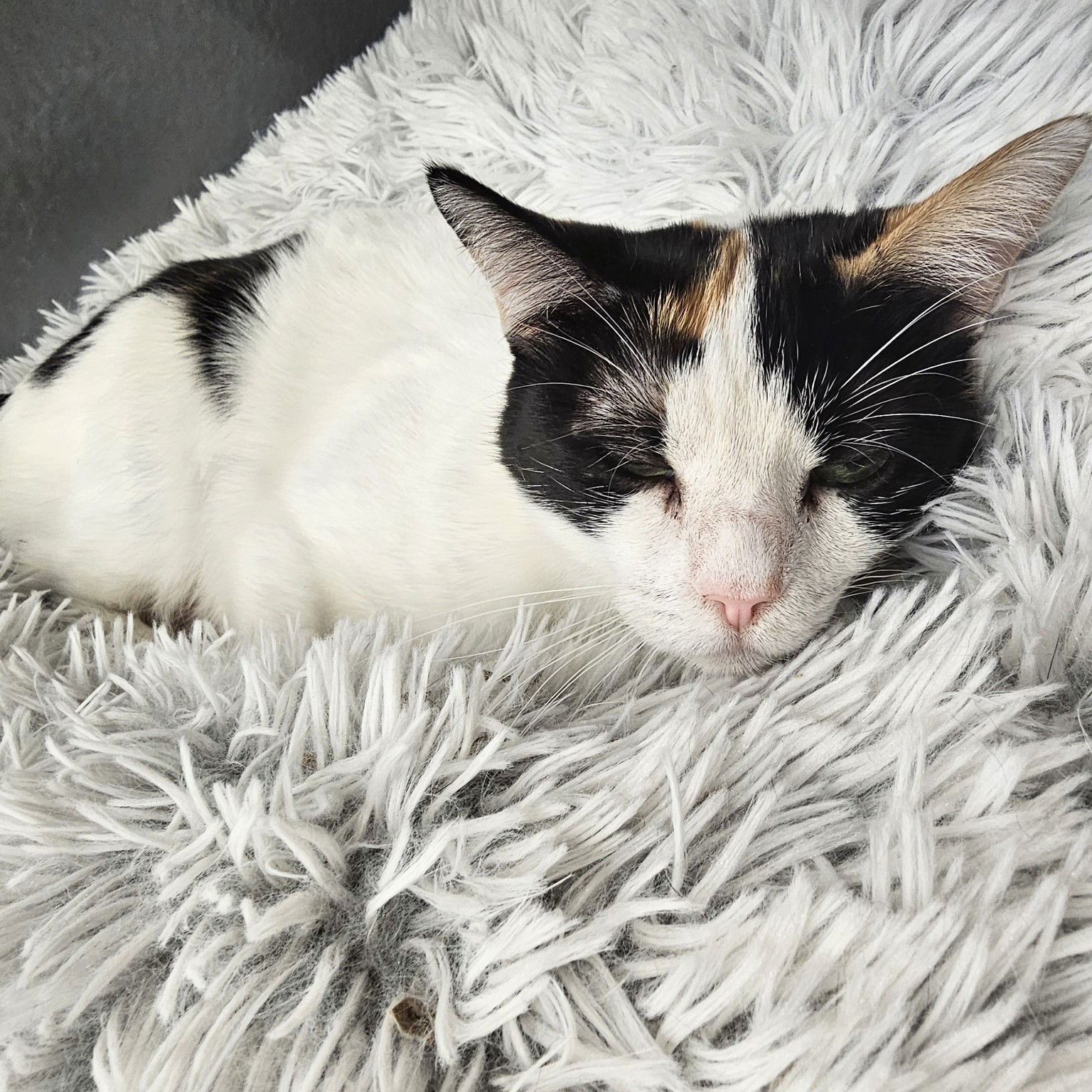 Daphne