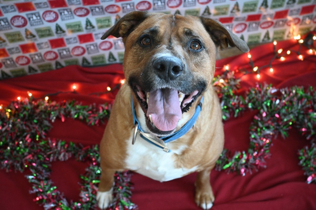 Butter Burger, an adoptable Labrador Retriever, Rhodesian Ridgeback in Ashland, WI, 54806 | Photo Image 1