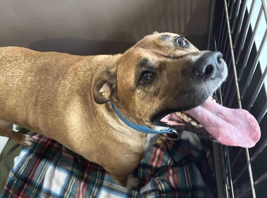 Butter Burger, an adoptable Labrador Retriever, Rhodesian Ridgeback in Ashland, WI, 54806 | Photo Image 2