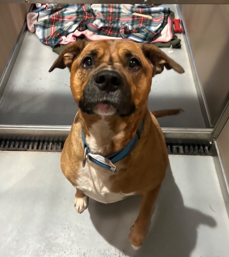 Butter Burger, an adoptable Labrador Retriever, Rhodesian Ridgeback in Ashland, WI, 54806 | Photo Image 3