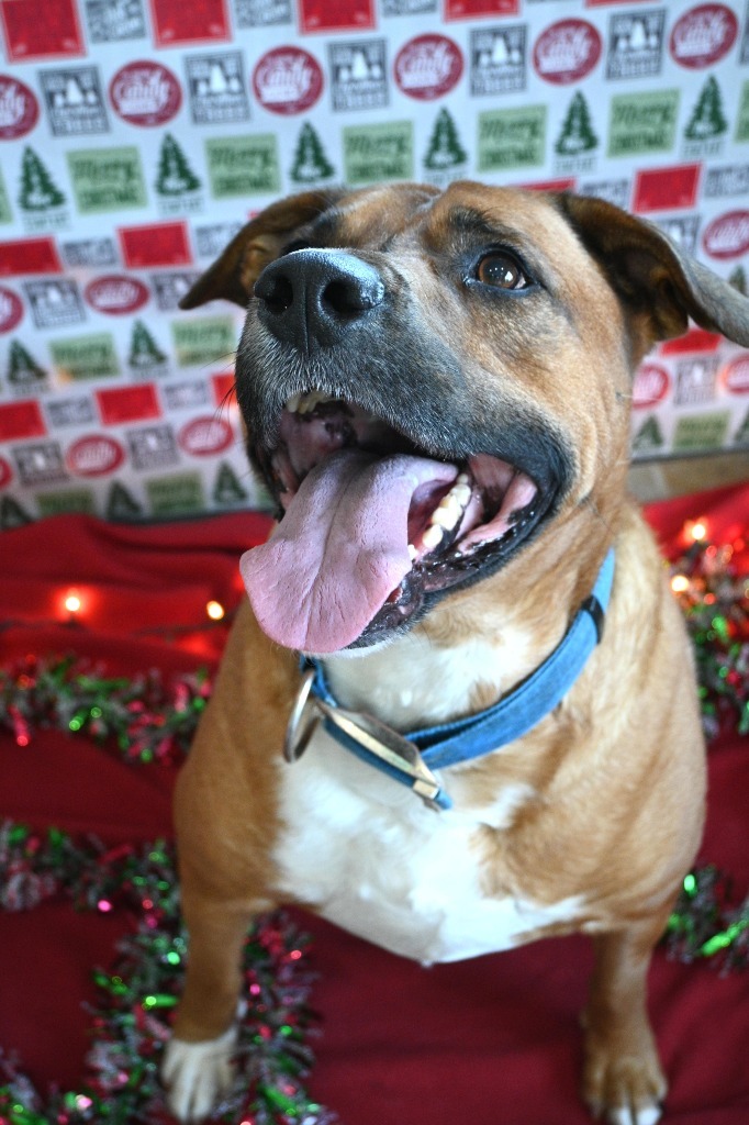 Butter Burger, an adoptable Labrador Retriever, Rhodesian Ridgeback in Ashland, WI, 54806 | Photo Image 4