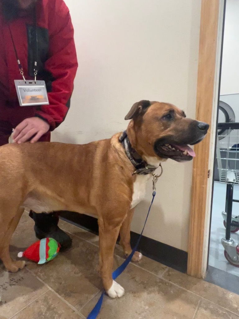 Butter Burger, an adoptable Labrador Retriever, Rhodesian Ridgeback in Ashland, WI, 54806 | Photo Image 6