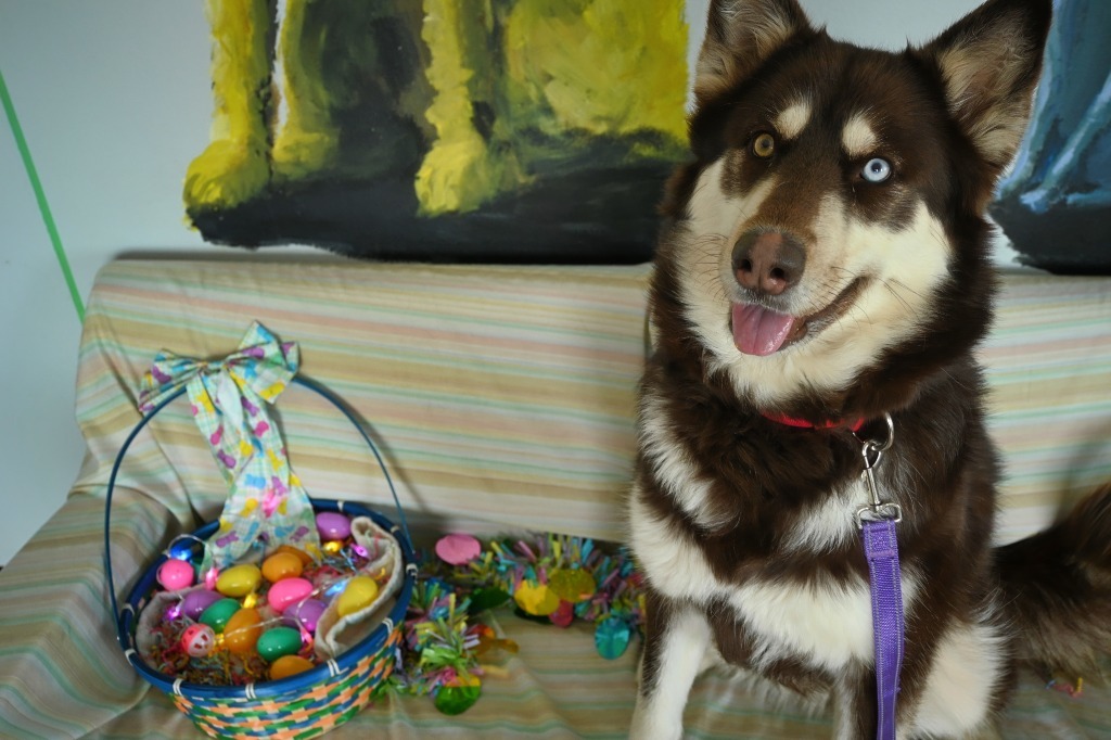 Bendi, an adoptable Alaskan Malamute, Husky in Ashland, WI, 54806 | Photo Image 1
