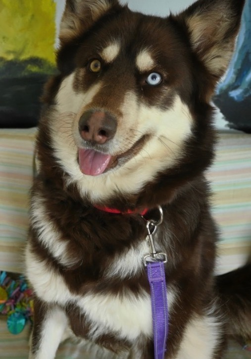 Bendi, an adoptable Alaskan Malamute, Husky in Ashland, WI, 54806 | Photo Image 1