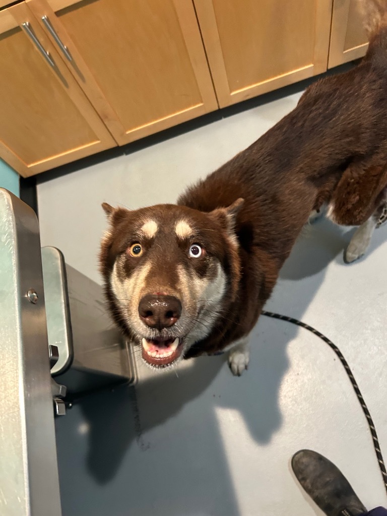 Bendi, an adoptable Alaskan Malamute, Husky in Ashland, WI, 54806 | Photo Image 2