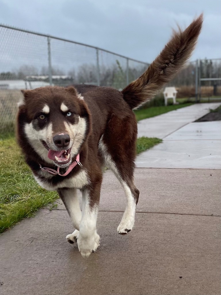 Bendi, an adoptable Alaskan Malamute, Husky in Ashland, WI, 54806 | Photo Image 3