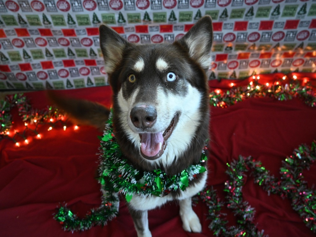 Bendi, an adoptable Alaskan Malamute, Husky in Ashland, WI, 54806 | Photo Image 4