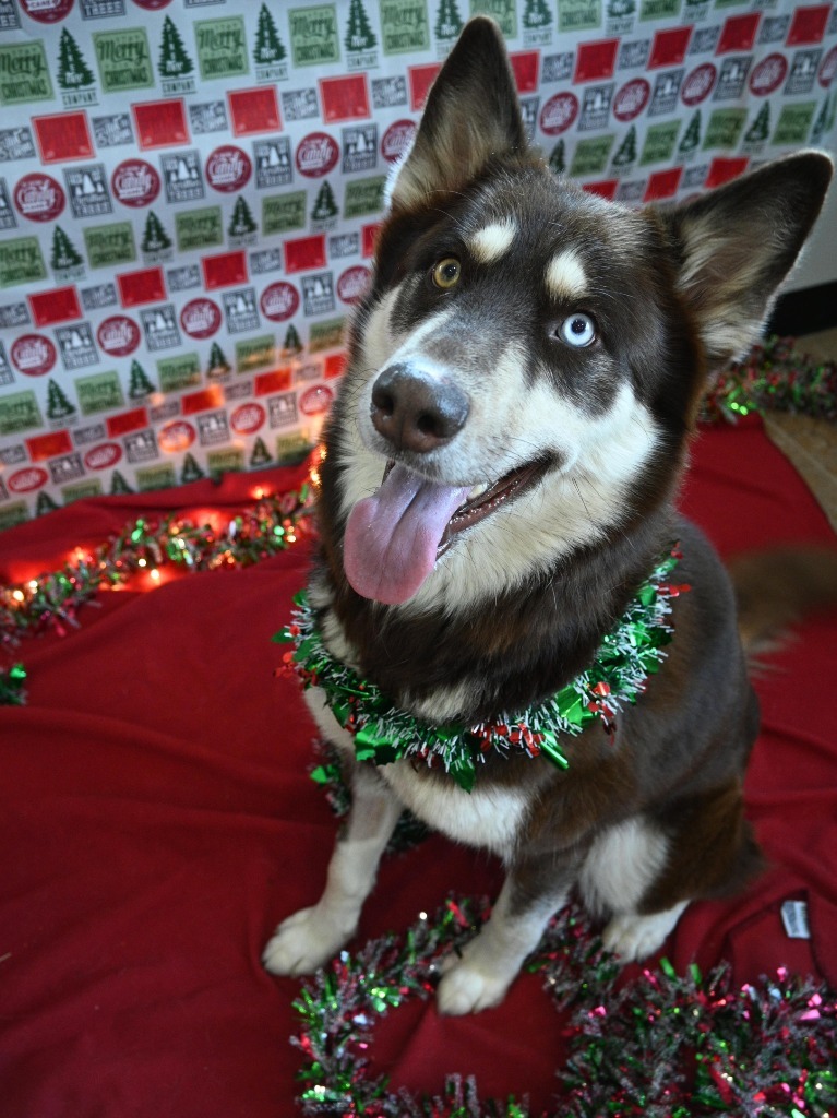 Bendi, an adoptable Alaskan Malamute, Husky in Ashland, WI, 54806 | Photo Image 5