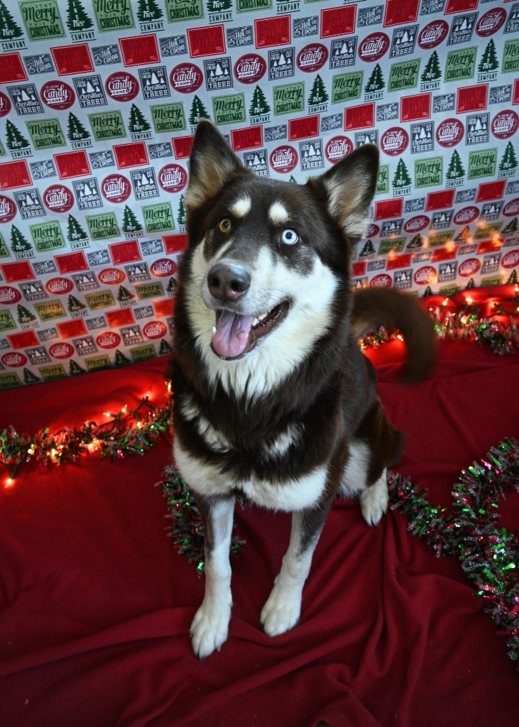 Bendi, an adoptable Alaskan Malamute, Husky in Ashland, WI, 54806 | Photo Image 6