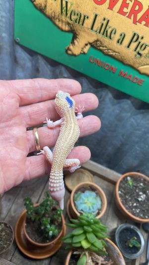 Mocha, Young Female unknown