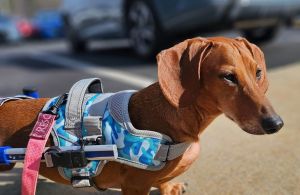 Prinz, Adult Male Dachshund