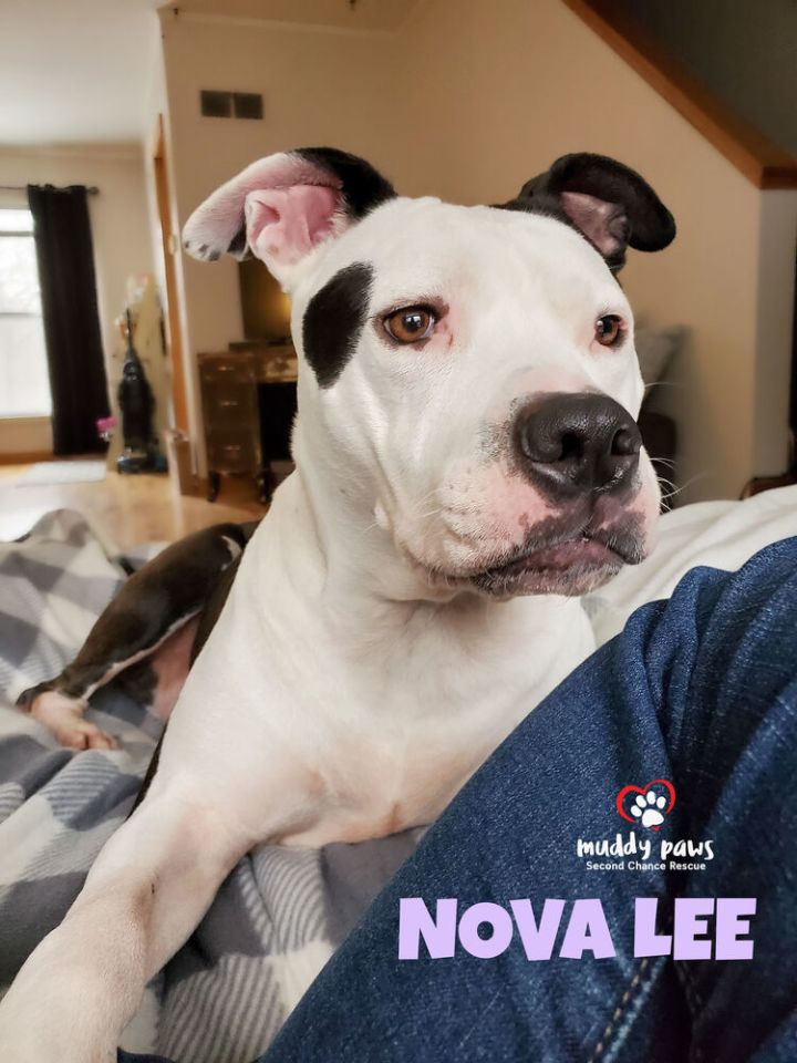 Nova Lee 3