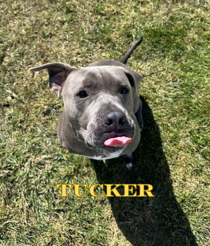 Tucker (Cross Post) 2