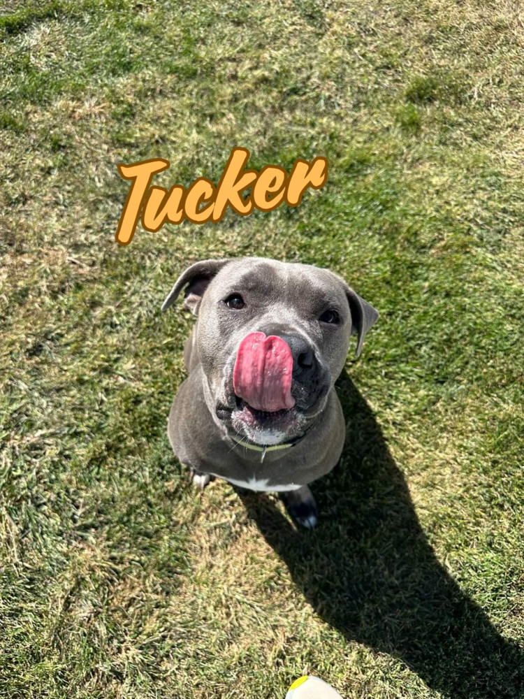 Tucker (Cross Post)