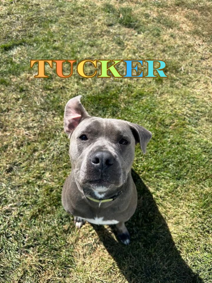 Tucker (Cross Post) 5