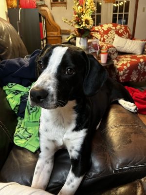 Samson, Baby Male Australian Shepherd