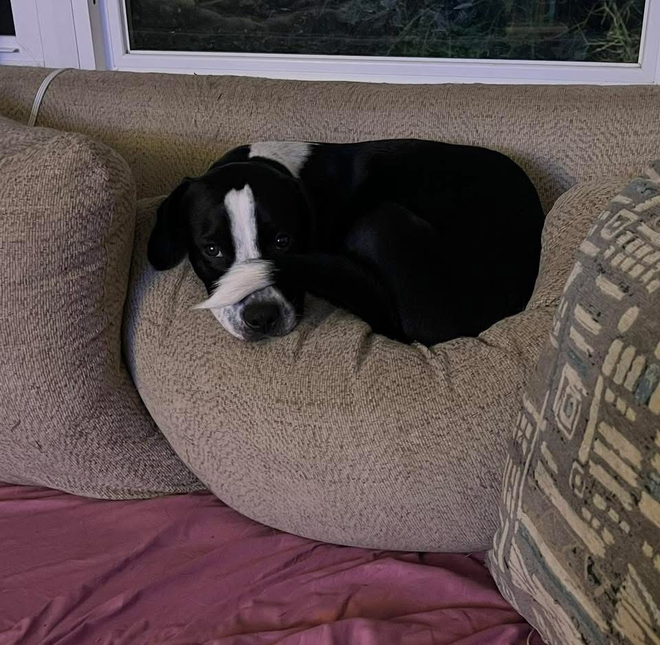 Samson