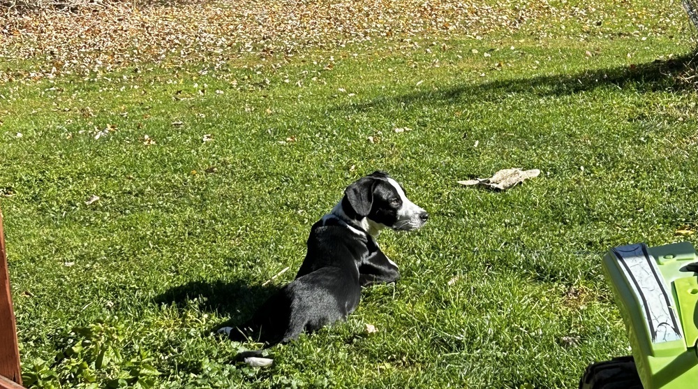Samson