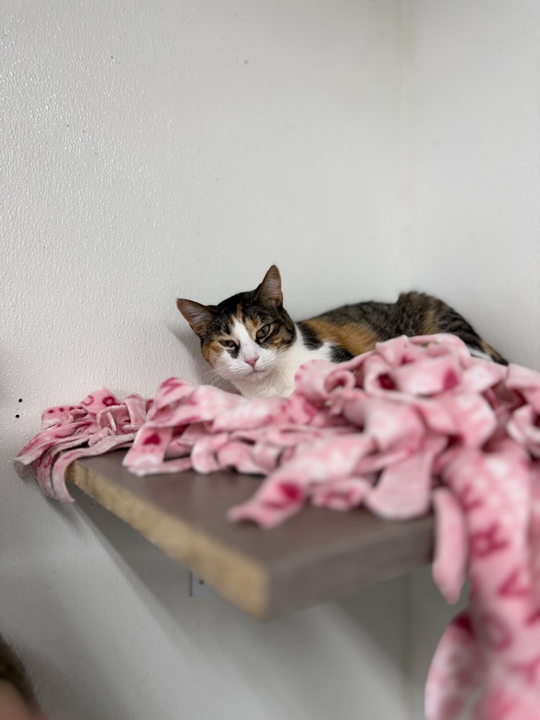 Mariko, an adoptable Domestic Short Hair in Hastings, NE, 68901 | Photo Image 1