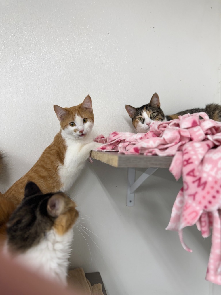 Mariko, an adoptable Domestic Short Hair in Hastings, NE, 68901 | Photo Image 2