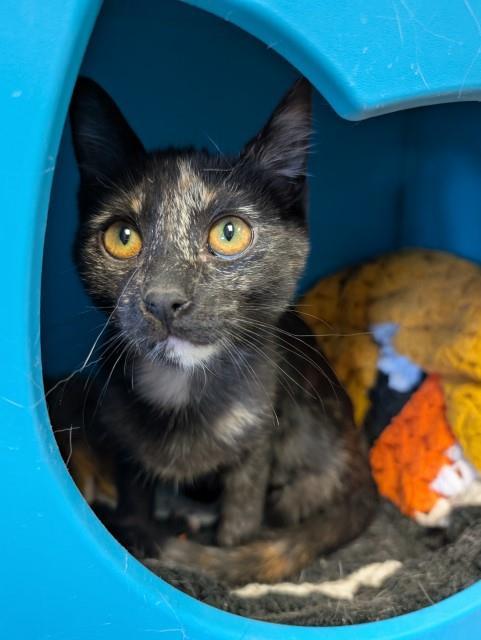 Gouda, an adoptable Domestic Long Hair in Pagosa Springs, CO, 81147 | Photo Image 1