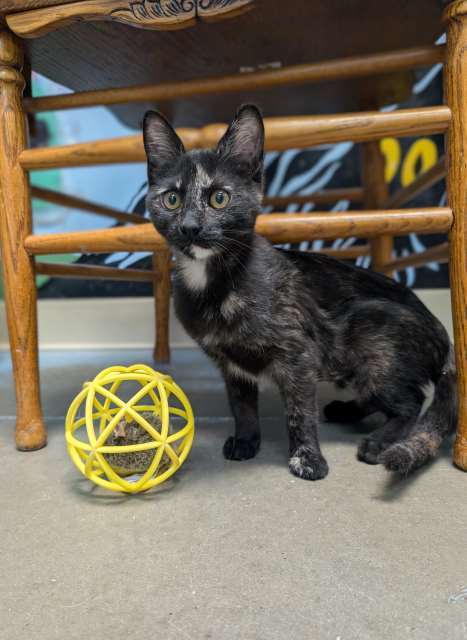 Gouda, an adoptable Domestic Long Hair in Pagosa Springs, CO, 81147 | Photo Image 2