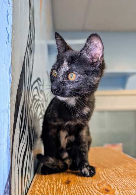 Gouda, an adoptable Domestic Long Hair in Pagosa Springs, CO, 81147 | Photo Image 3