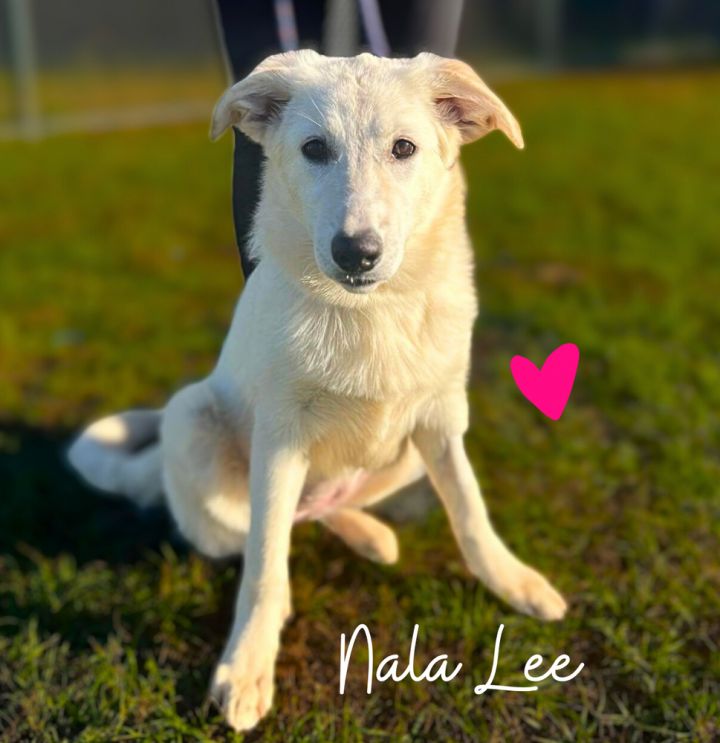 Nala Lee 2