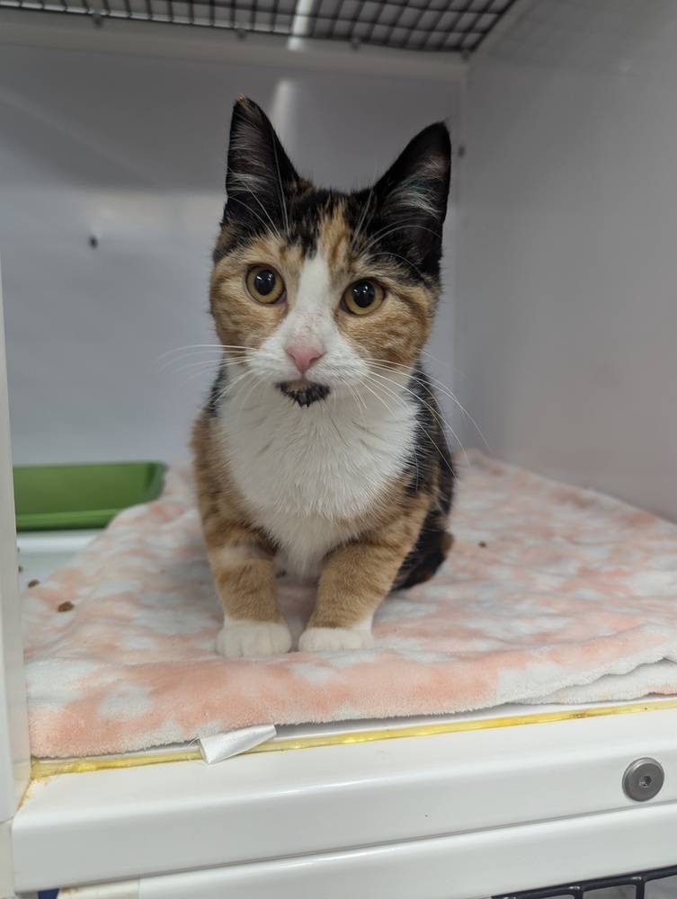 Orchard, an adoptable Domestic Short Hair in Salmon, ID, 83467 | Photo Image 1