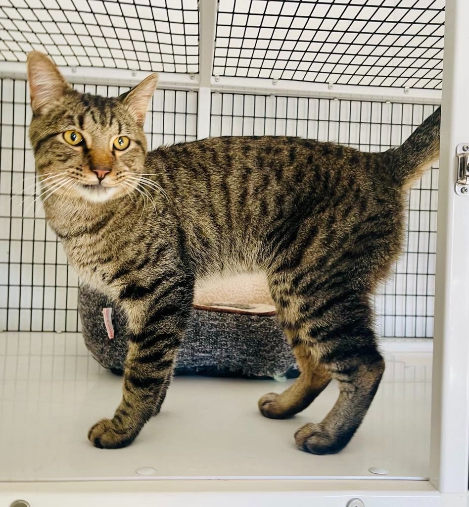 Cash, an adoptable Domestic Medium Hair in Green River, WY, 82935 | Photo Image 1