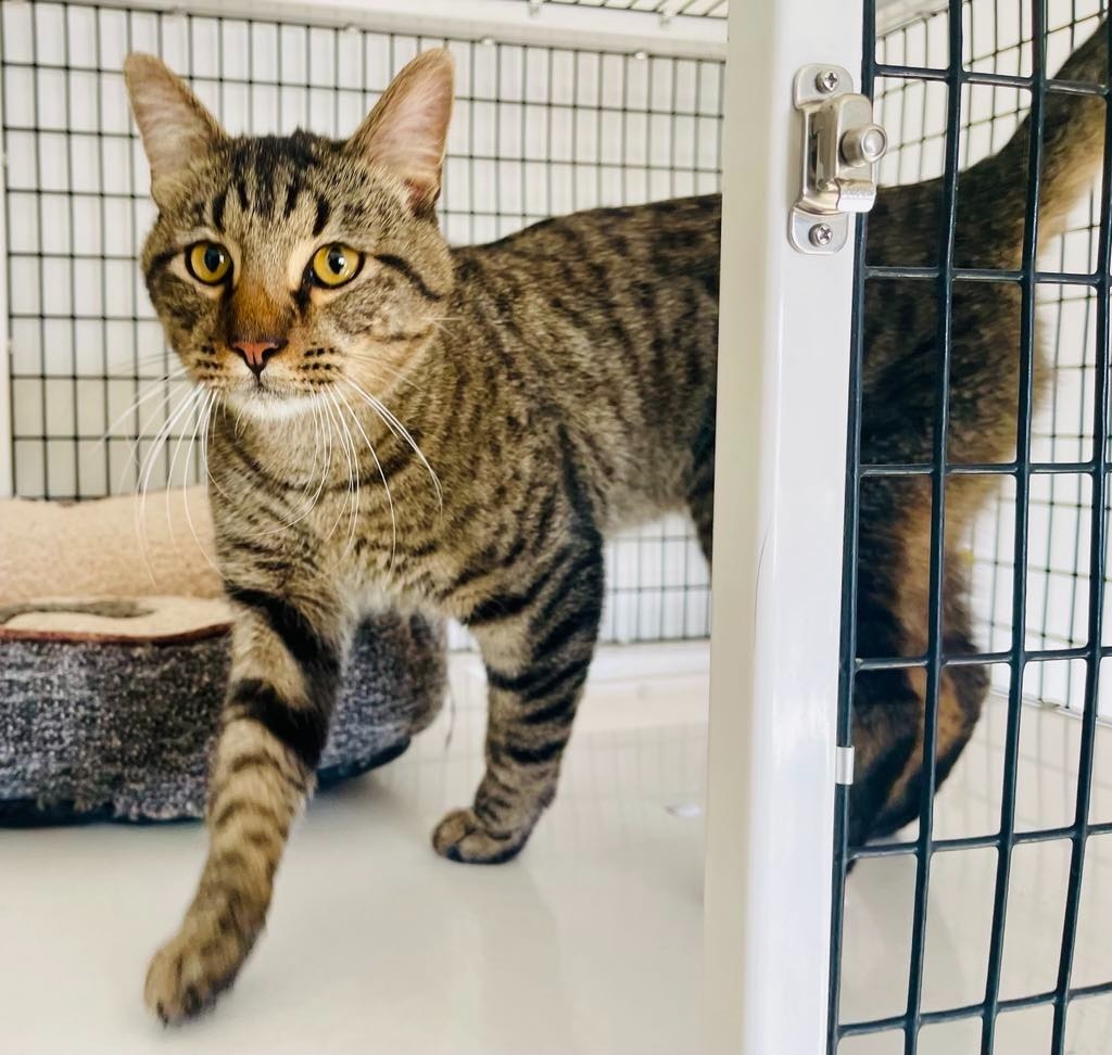 Cash, an adoptable Domestic Medium Hair in Green River, WY, 82935 | Photo Image 2