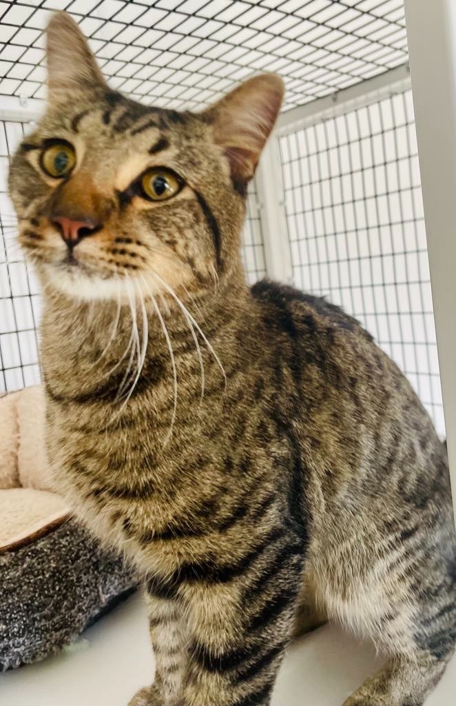 Cash, an adoptable Domestic Medium Hair in Green River, WY, 82935 | Photo Image 3