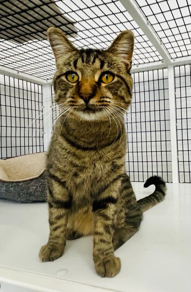 Cash, an adoptable Domestic Medium Hair in Green River, WY, 82935 | Photo Image 4