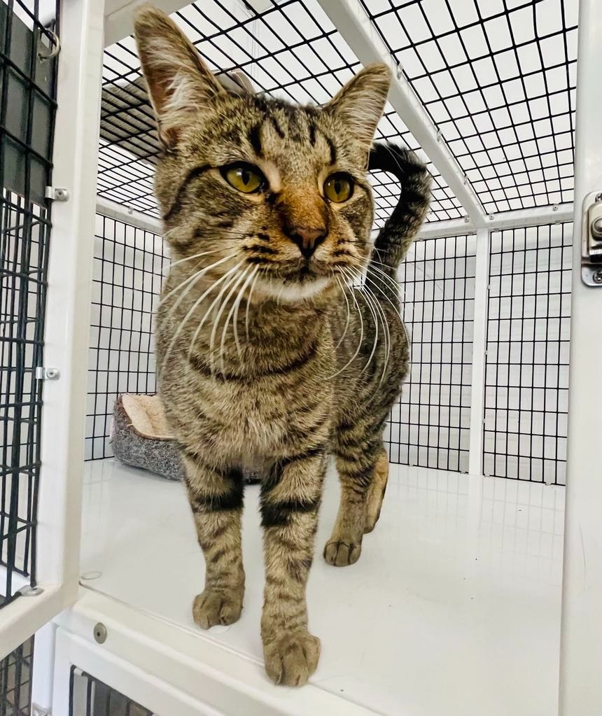 Cash, an adoptable Domestic Medium Hair in Green River, WY, 82935 | Photo Image 5