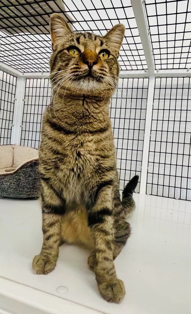 Cash, an adoptable Domestic Medium Hair in Green River, WY, 82935 | Photo Image 6